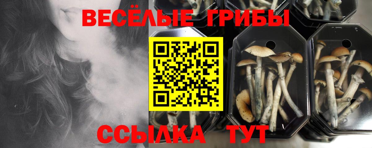 Псилоцибиновые грибы Psilocybine cubensis Кореновск